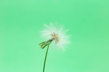  Brezilya 'da çok yaygın bir ot tohumu. Yeşil arka planda bir ot tohumu.