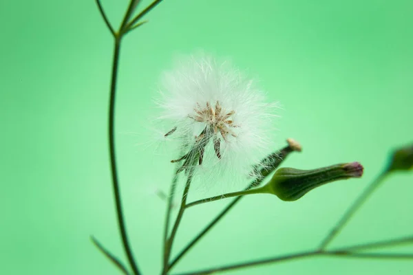 Sementes Certo Tipo Erva Daninha Muito Comum Brasil Semente Uma — Fotografia de Stock