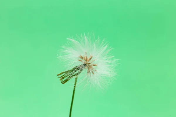 ブラジルで非常に一般的な雑草の種 緑の背景を持つ雑草の種 — ストック写真