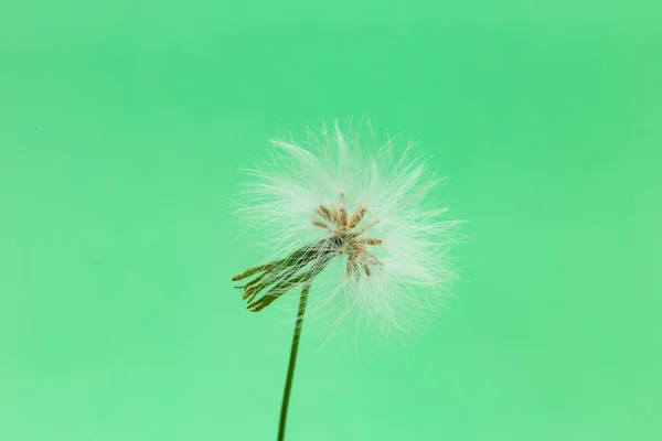 Seme Certo Tipo Erba Molto Comune Brasile Seme Erba Con — Foto Stock