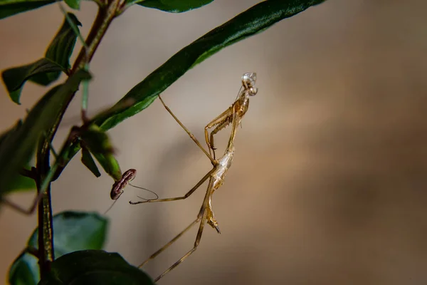 A praying mantis on a plant near its exoskeleton.