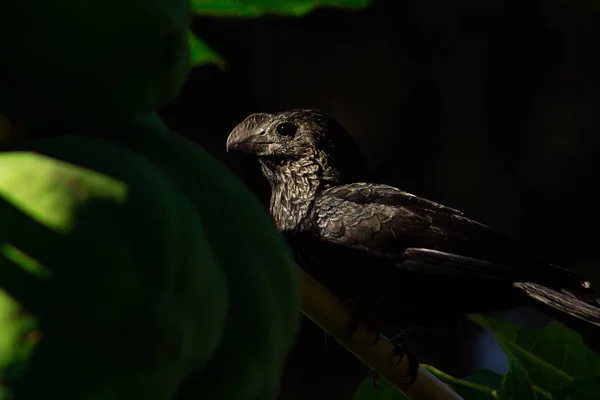 Anu Preto Crotophaga Ani Egy Fekete Madár Egy Faágon — Stock Fotó