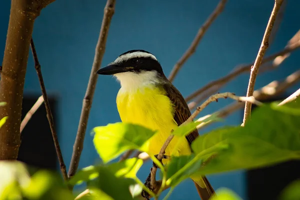 Ptak Gałęzi Drzewa Bem Pospolity Ptak Regionie Brazylii Siarczan Pitangusa — Zdjęcie stockowe