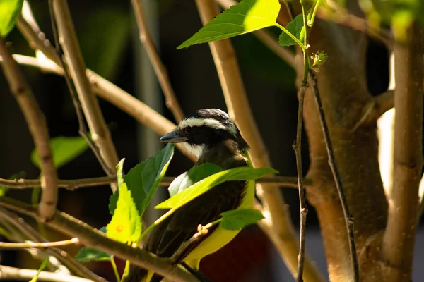 Fågel Trädgren Bem Vanlig Fågel Regionen Brasilien Pitangus Sulphuratus — Stockfoto