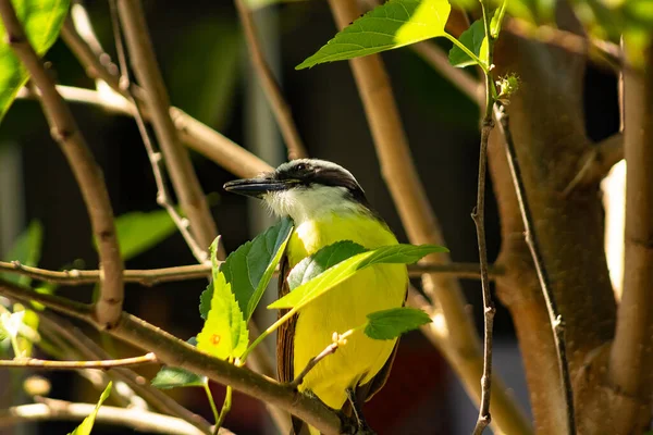 木の枝に鳥 ブラジルの地域のBem Vi一般的な鳥 ピタンガス硫酸塩 — ストック写真