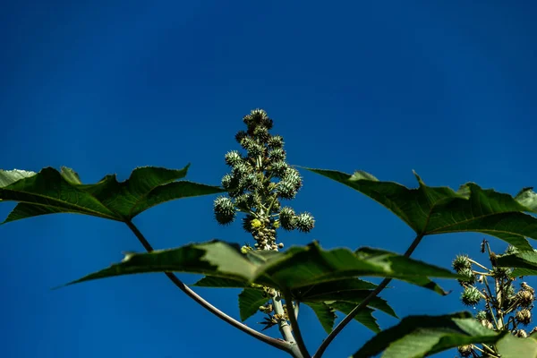 A bunch of castor beans on the tree with blue sky in the background. Ricinus communis from which castor oil is made.