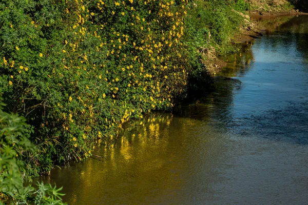 Strecke Von Ribeirao Anicuns Der Stadt Goiania Detail Von Ribeiro — Stockfoto