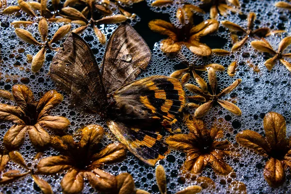 Мертвий Метелик Сухими Квітами Плавають Пінистій Воді — стокове фото