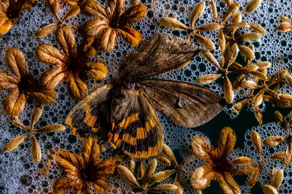 Halott Pillangó Száraz Virágokkal Habos Vízen Lebegve — Stock Fotó