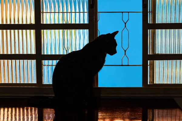 Katt Det Bakgrundsbelysta Fönstret Reflekterande Yta — Stockfoto