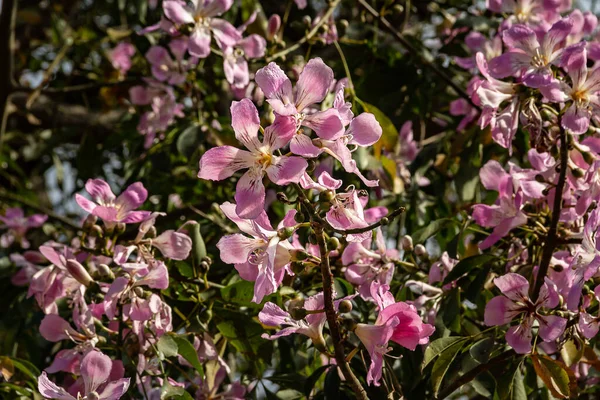 Ceiba Speciosa Some Flowering Tree Branches Called Barriguda — Stock Photo, Image