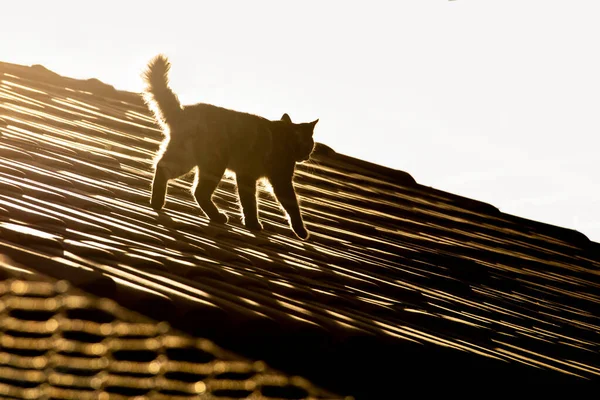 Μια Χαριτωμένη Γάτα Περπατώντας Στην Οροφή Ενός Σπιτιού Φωτογραφήθηκε Στο — Φωτογραφία Αρχείου