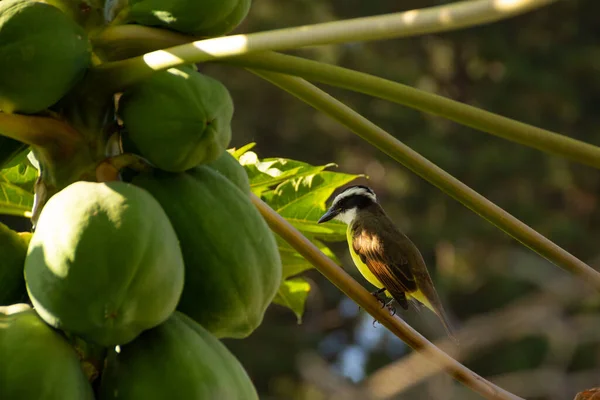 Pájaro Llamado Bem Pitangus Sulphuratus Una Rama Árbol Papaya Cargada — Foto de Stock