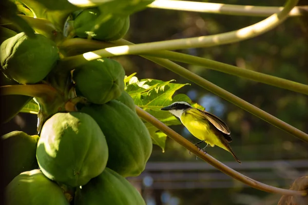 Pájaro Llamado Bem Pitangus Sulphuratus Una Rama Árbol Papaya Cargada — Foto de Stock