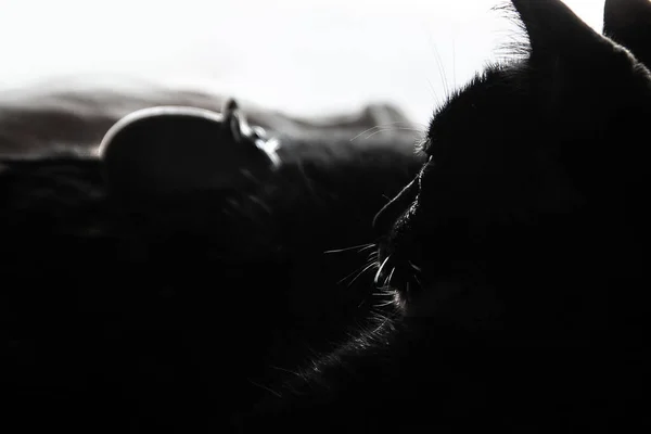 Svart Katt Liggandes Bredvid Ett Fönster Bakljus Med Leksaksmus Fokusera — Stockfoto