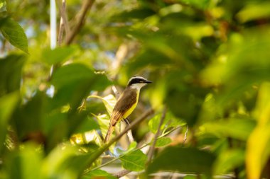Yeşil yapraklarla çevrili bir dut dalında 