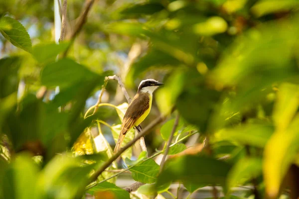 Bird Called Bem Pitangus Sulphuratus Mulberry Branch Flanked Green Leaves — Stock Photo, Image