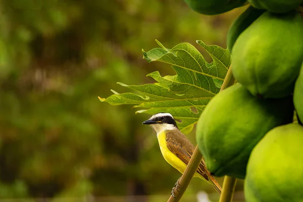 Pájaro Llamado Bem Pitangus Sulphuratus Una Rama Morera Flanqueada Por — Foto de Stock