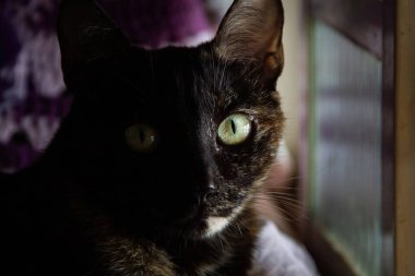 Pencerenin önünde uzanmış kameraya bakan bir kaplumbağa kabuğu kedisi..