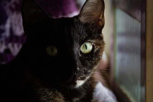 Een Schildpad Kat Liggend Voor Een Raam Kijkend Naar Camera — Stockfoto