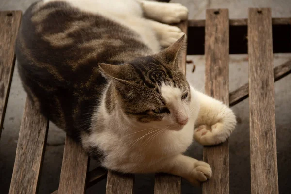 一只猫躺在躺椅上 一只毛茸茸的 胖胖的猫躺在水泥地板上的木制躺椅上 — 图库照片