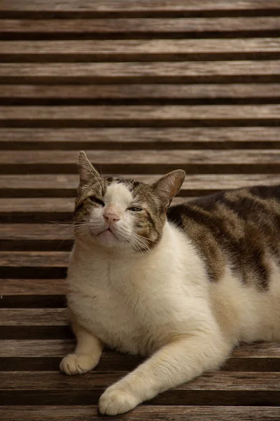 Gato Descansando Una Tumbona Gato Esponjoso Tabby Acostado Una Silla — Foto de Stock