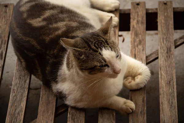 Gatto Appoggiato Una Sedia Sdraio Soffice Gatto Tabby Sdraiato Una — Foto Stock