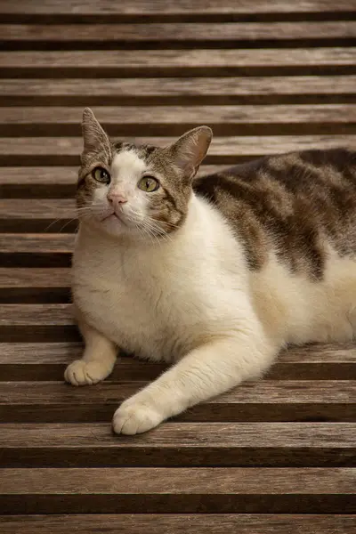 Gato Descansando Una Tumbona Gato Esponjoso Tabby Acostado Una Silla — Foto de Stock