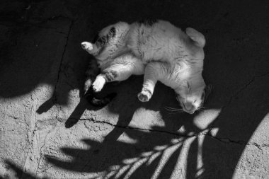 Hindistan cevizi ağacı yapraklarının gölgesinde yatan tekir bir kedi. Siyah ve beyaz resim.