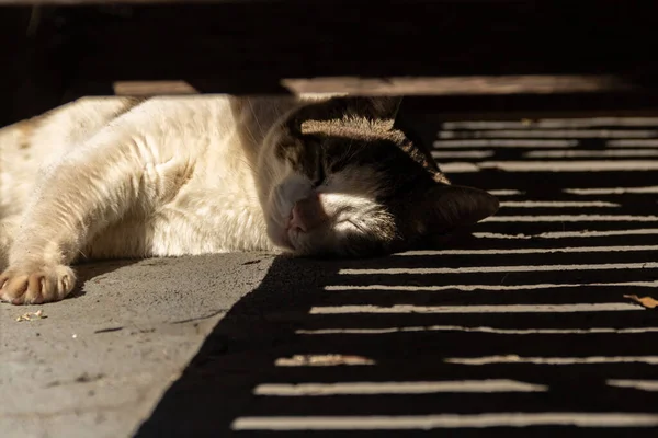 Een Tabby Kat Liggend Schaduw Van Een Ligstoel — Stockfoto