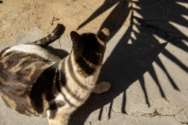 Tabby Katt Sitter Skuggan Kokosnöt Träd Löv — Stockfoto