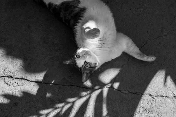 Gato Tabby Deitado Sombra Folhas Coqueiro Imagem Preto Branco — Fotografia de Stock