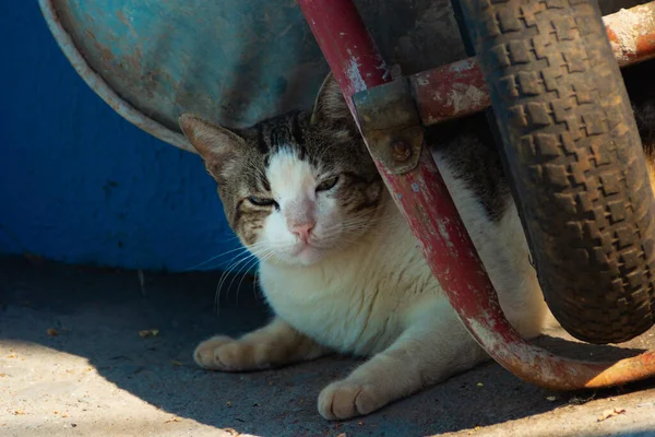 一只胖胖的猫的细节躺在泥瓦匠手推车的轮子后面 — 图库照片