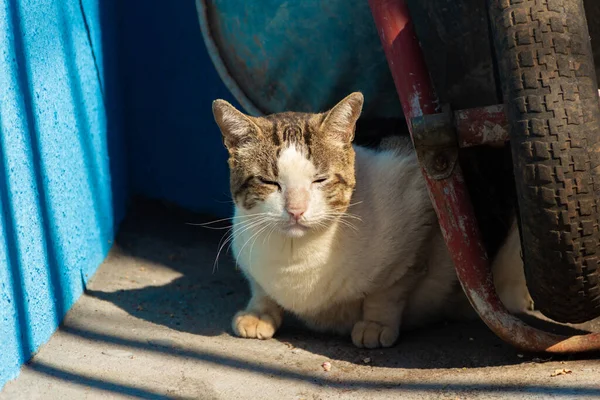 一只胖胖的猫的细节躺在泥瓦匠手推车的轮子后面 — 图库照片