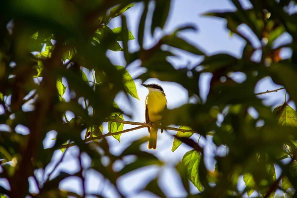Ptak Zwany Bem Pitangus Suluratus Gałęzi Morwy Otoczony Liśćmi — Zdjęcie stockowe