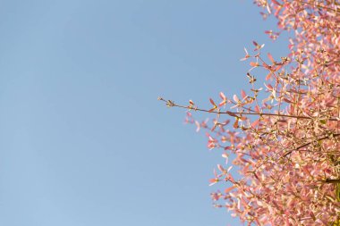 Arka planda mavi gökyüzü olan küçük pembe çiçekler..