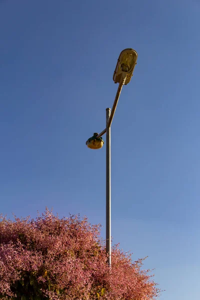 Pembe Çiçeklerin Arasında Bir Sokak Lambası Arka Planda Mavi Gökyüzü — Stok fotoğraf