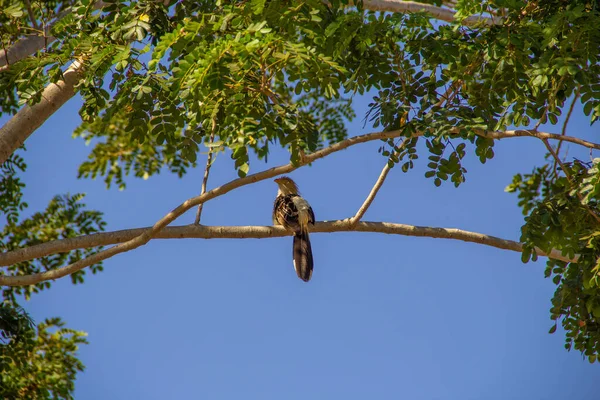 Guira Cuckoo Guira Guira Větvi Stromu Modrou Oblohou Pozadí Anu — Stock fotografie