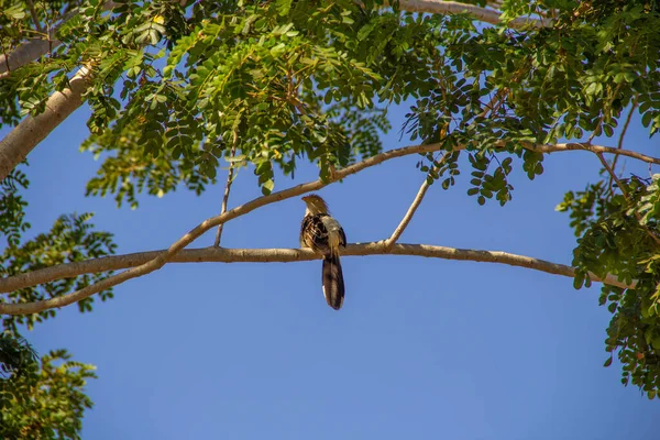 Guira Cuckoo Guira Guira Tree Branch Blue Sky Background Anu — Stock Photo, Image