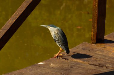 Goiania, Goias kentindeki bir gölde bulunan Çizgili Balıkçıl (Butorides striata) adlı bir kuş. (Socozinho, soco-mirim)