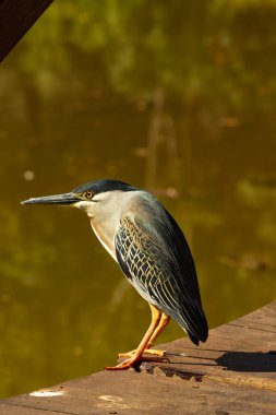 Goiania, Goias kentindeki bir gölde bulunan Çizgili Balıkçıl (Butorides striata) adlı bir kuş. (Socozinho, soco-mirim)