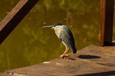 Goiania, Goias kentindeki bir gölde bulunan Çizgili Balıkçıl (Butorides striata) adlı bir kuş. (Socozinho, soco-mirim)