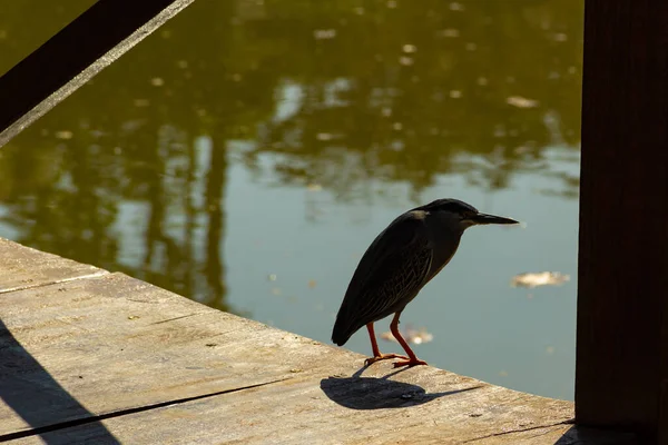 Oiseau Appelé Héron Rayé Butorides Striata Trouvé Dans Lac Ville — Photo