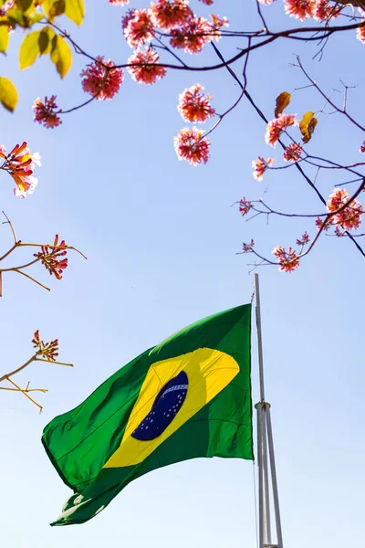 Brazilská Vlajka Vlaje Větru Mezi Větvemi Stromu Modrou Oblohou Pozadí — Stock fotografie