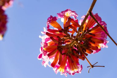  Arkasında pembe çiçekler ve mavi gökyüzü olan bir çiçek dalı. Ip Rosa, tipik bir Brezilya ağacı. Handroanthus heptaphyllus.