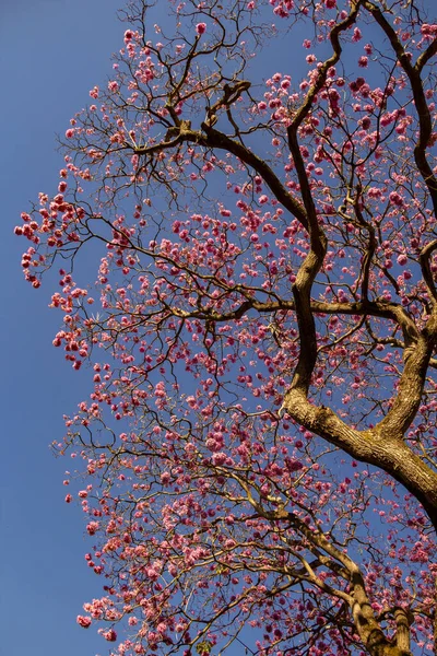 一种开着花的枝条 背景是粉红色的花和蓝色的天空 Rosa 典型的巴西树 红豆杉的雌雄同体 — 图库照片