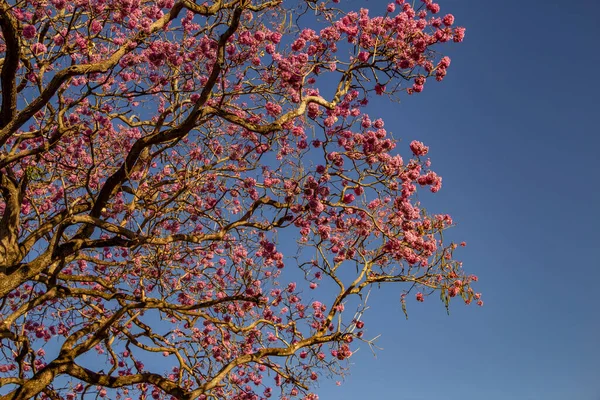 Arkasında Pembe Çiçekler Mavi Gökyüzü Olan Bir Çiçek Dalı Rosa — Stok fotoğraf