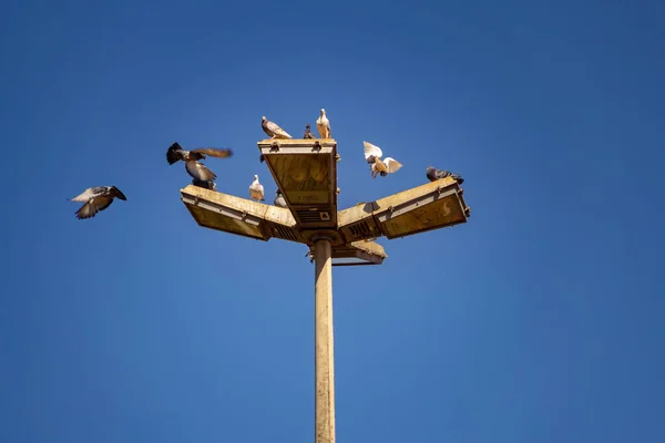 Arka Planda Mavi Gökyüzü Olan Bir Sokak Lambasında Birkaç Kuş — Stok fotoğraf