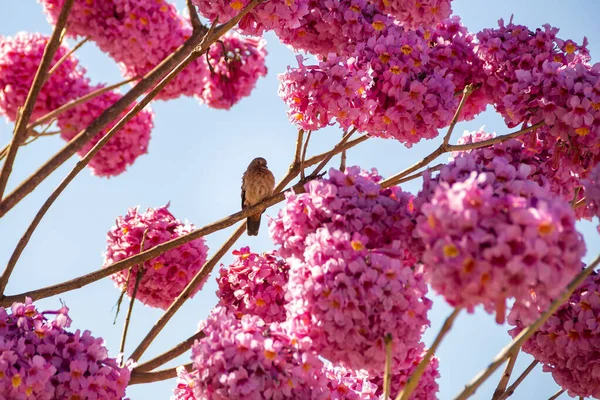 Bird Resting Branch Pink Flowering Ipe Blue Sky Background — Stock Photo, Image