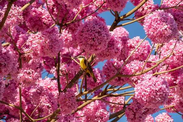 Bird Resting Branch Pink Flowering Ipe Blue Sky Background — Stock Photo, Image